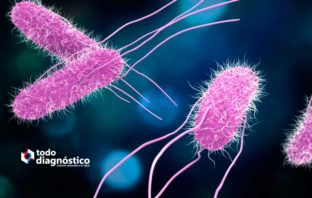 Superbacterias: ilustración de bacteria Salmonella spp