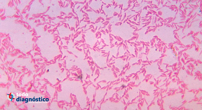 Infecciones nosocomiales: bacteroides fragilis