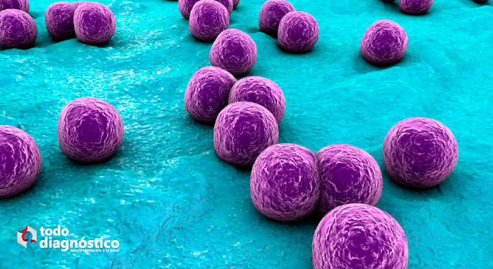 Infecciones nosocomiales: bacteria staphylococcus aureus