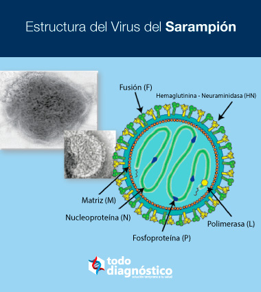 Estructura del virus del sarampión: vigilancia epidemiológica en México