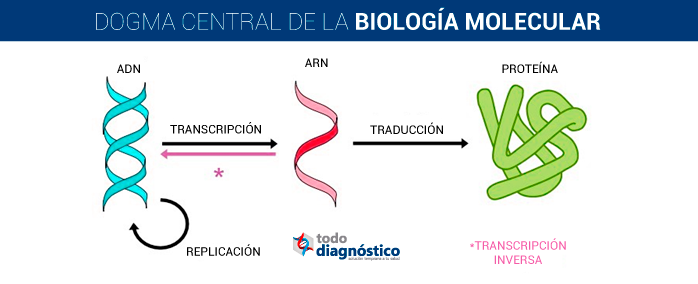 Ilustración del dogma central de la biología molecular 