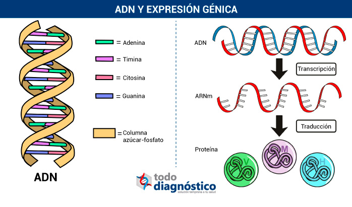 Estructura del ADN y expresión génica: ADN, ARN mensajero y proteínas