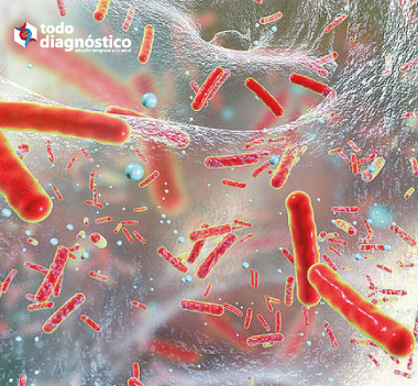 bacterias en biofilm 