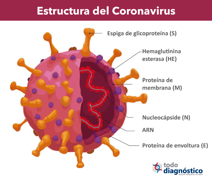 Ilustración de la estructura del coronavirus SARS-CoV-2 