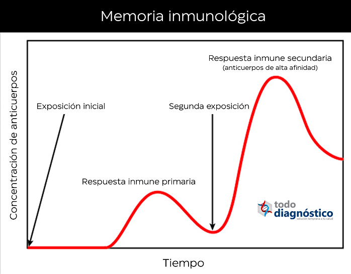 Esquema exposición a patógenos y respuesta inmune primaria y secundaria: memoria inmunológica